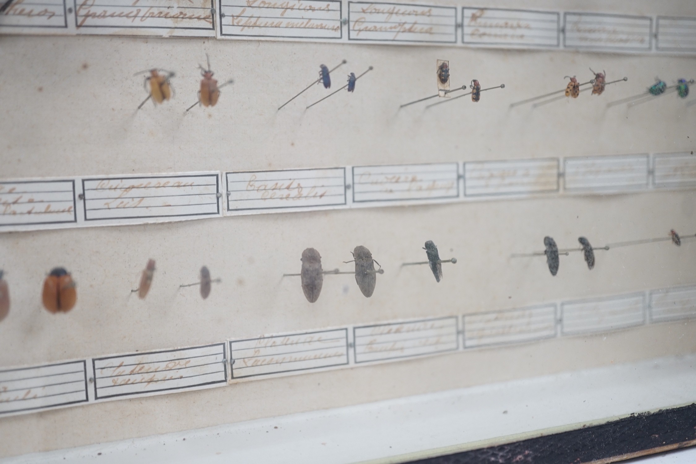 Two cased and labelled beetle taxidermy specimen cabinets, 39cms wide